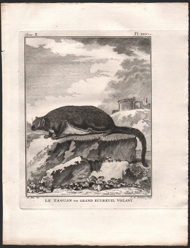 1802 belle gravure taguan - belle,