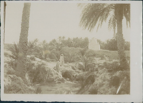 Algérie tolga aïn - (biskra),,