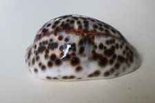 collection coquillage CYPRAEA