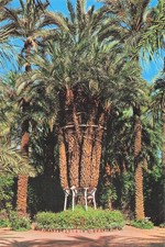 ESPAGNE ELCHE HUERTO DEL CURA