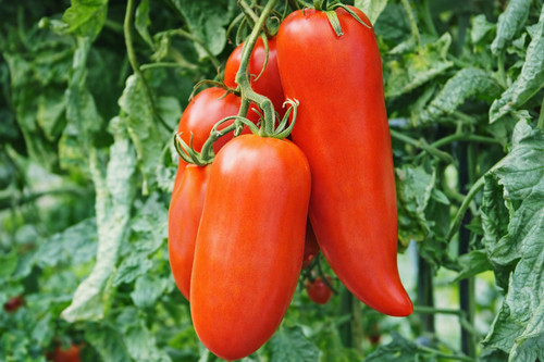 Graines tomate cornue - de,