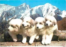 Carte Postale - Animaux -