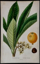 1842 - Néflier du Japon - Gravure ancienne - Botanique - Fleurs en couleurs