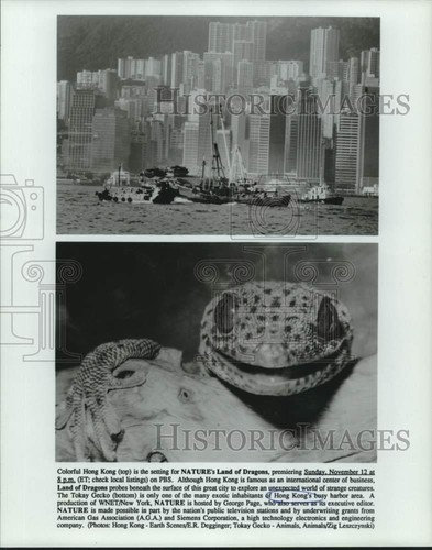 1990 press photo the - 1990, tokay