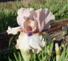 Iris Germanica intermediate rhizomes, 'Viper' 3 rhizomes, offre speciale.