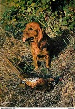 Animaux - Chiens - Setter