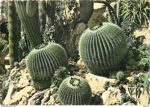 Carte postale fleurs - carte,