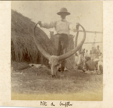 Inde, Tête de Buffle  Vintage albumen print. Vintage India.  Tirage albuminé 