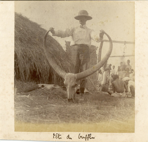 Inde tête buffle vintage - inde,,
