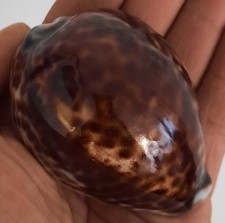 curiosité , taxidermie