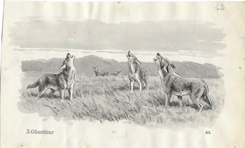 Joseph oberthur coyottes - oberthur,