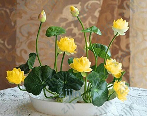 Graines fleur lotus - 10,