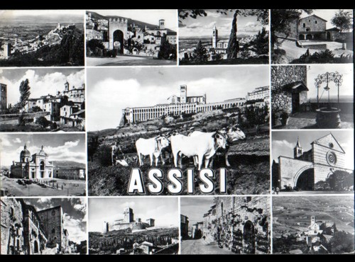 Assisi attelage bovin - assisi, (italie)