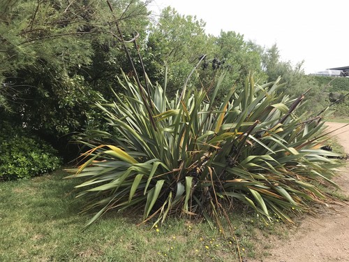 Graines phormium tenax - 15,