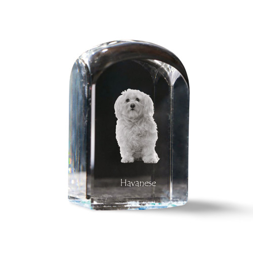 Bichon havanais cristal cachet
