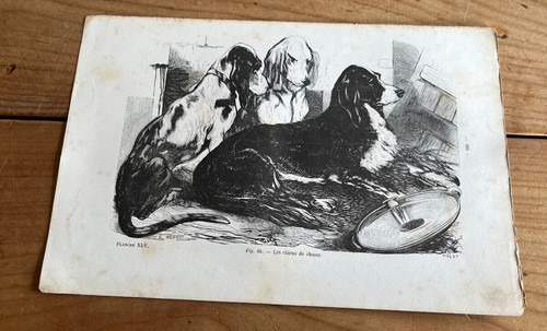 Gravure ancienne chien - n26, les
