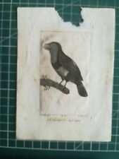 Vq077 ornithologie dessin oiseau estampe - Le Barbican