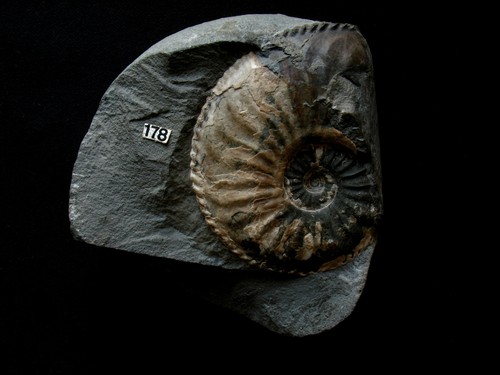 Ammonite pliensbachien - ammonite, du
