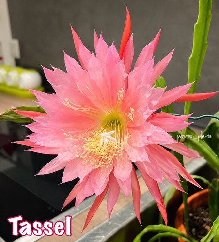 Bouture epiphyllum tassel - 🌺,