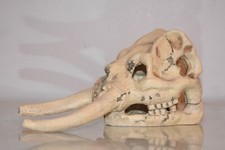 Détails Vivarium Éléphant