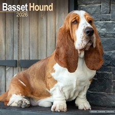 Calendrier 2026 basset hound - calendrier,
