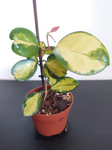 Hoya australis lisa - australis,