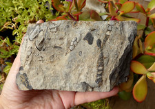 Grand Fossile Roche Coquillier
