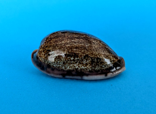 Cypraea caurica elongata 8 - cypraea,