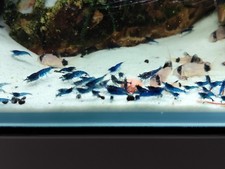 Lot De 10 Crevettes