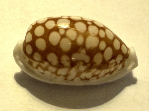 Coquillages cypraea cribraria - coquillages cypraea,