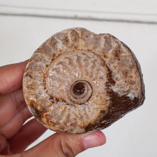 202gr amazing whole permian - amazing,
