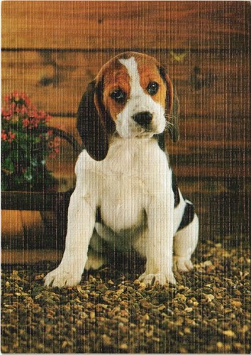 Cpa beagle baby - beagle, dog