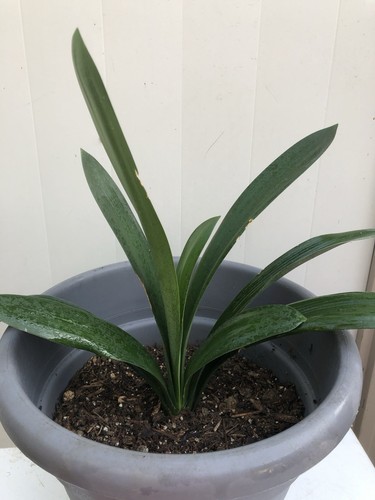 Clivia miniata bush lily - miniata,