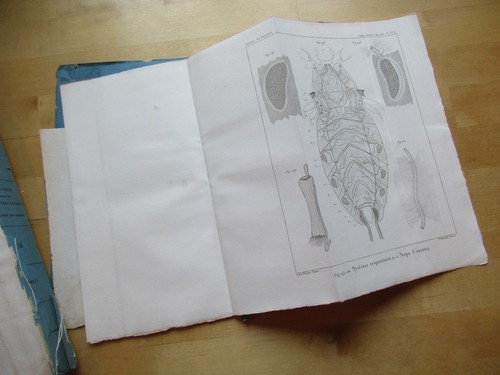 Recherches anatomiques - recherches,