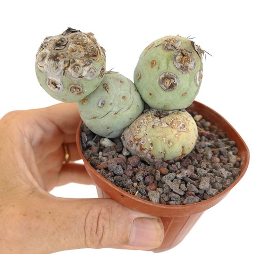 Tephrocactus geometricus - ,