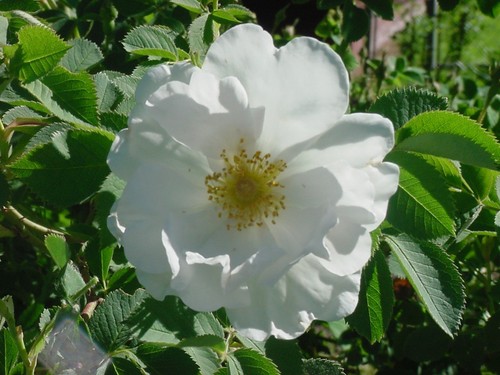 Graines rosier japon - graines,
