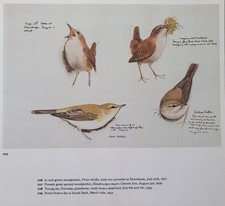 Beau Tunnicliffe Oiseau