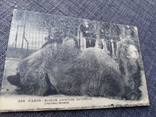 Cpa Paris museum histoire naturelle chameau femelle Édition Rosle