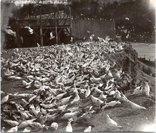 Une volière de pigeons