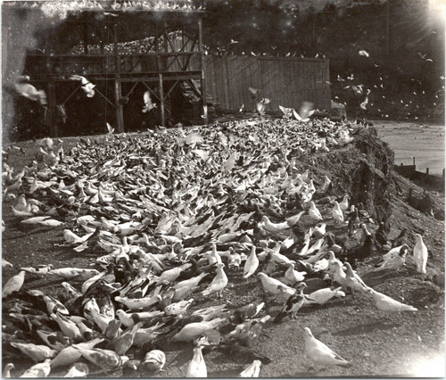 Une volière pigeons - de,