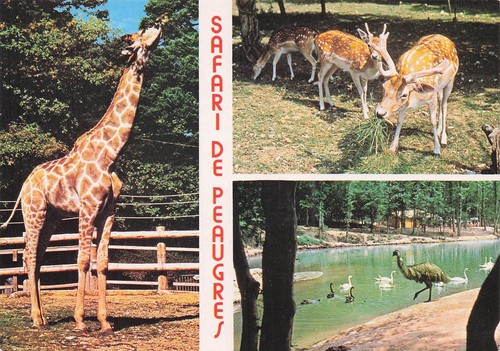 Peaugres safari - safari, de