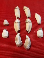 lot dents de sanglier pour