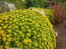 15 graines d'ORPIN DU