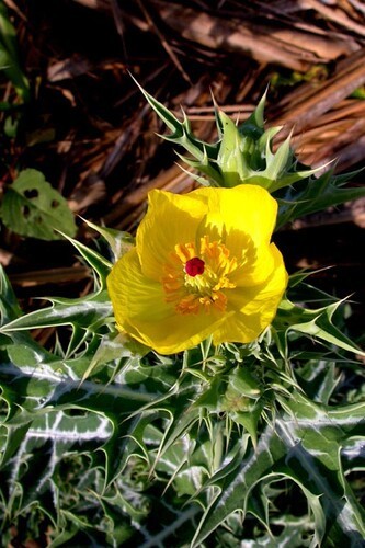 Argemone mexicana 15 - argemone,