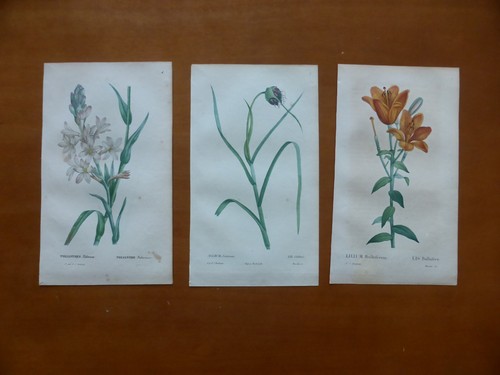 Botanique 1824 3 - botanique, gravures