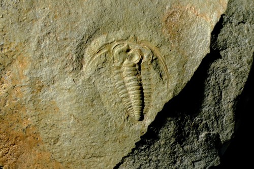 Trilobite fossile cambrien - trilobite,
