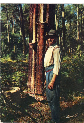 Landes gemmeur - landes,