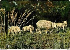 Animaux - Moutons - Maman brebis et ses agneaux - CPM - Voir Scans Recto-Verso