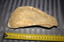 Fossile Huitre 20 cm - 555 gr