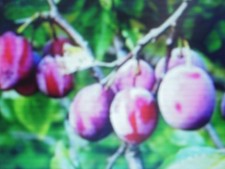 25 noyaux de Prune Jaune et Rouge